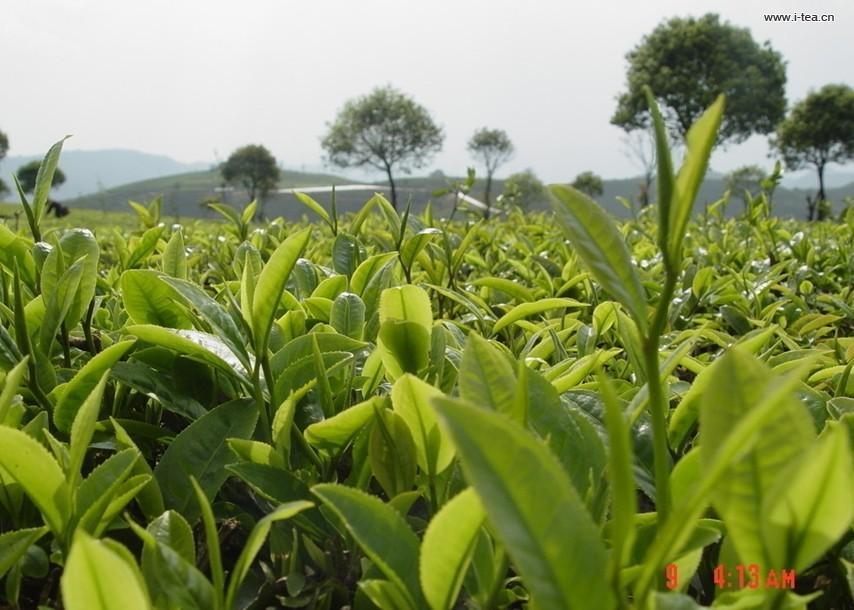 大叶青(植物)_技点百科