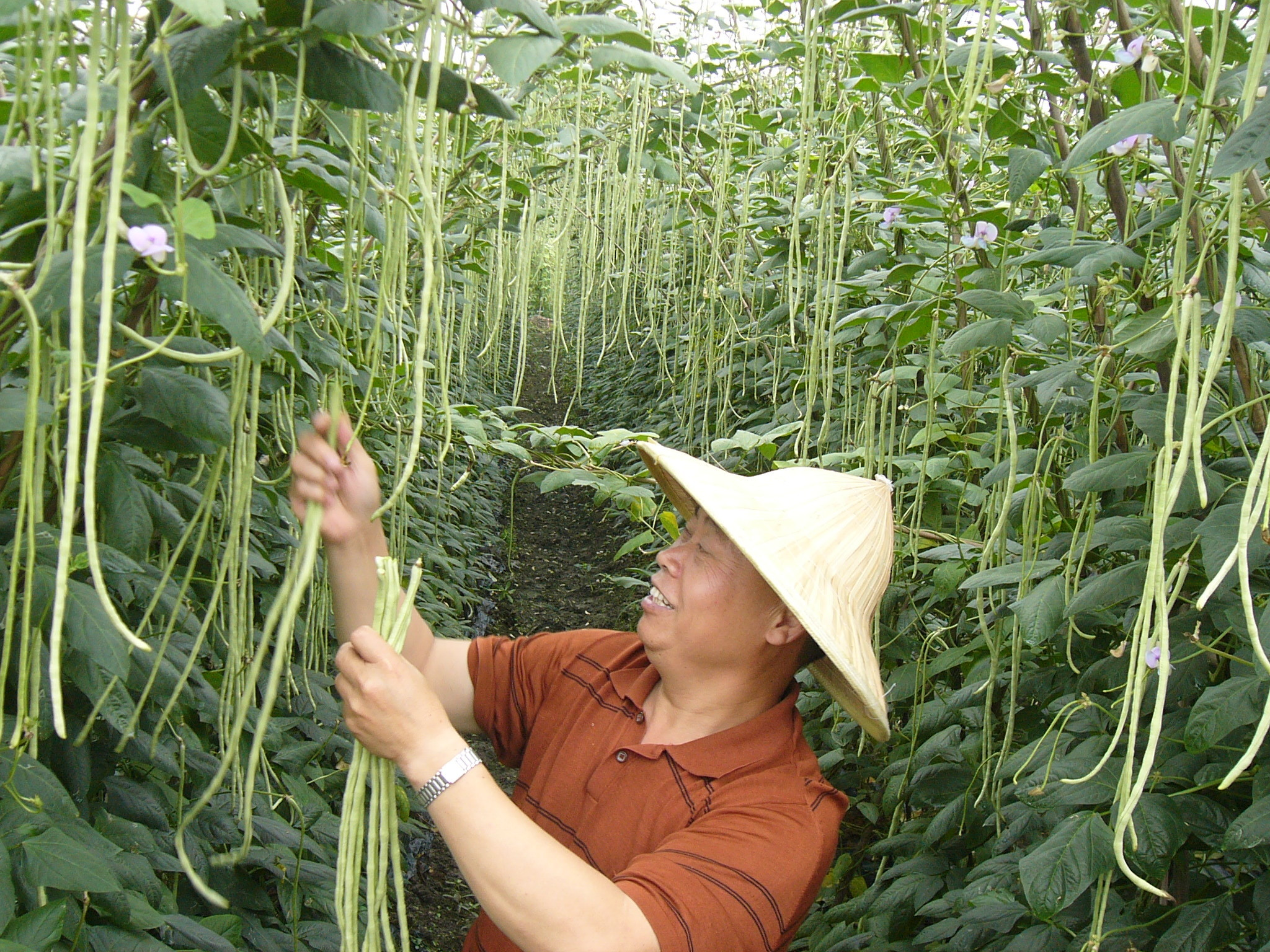 豇豆种植技术