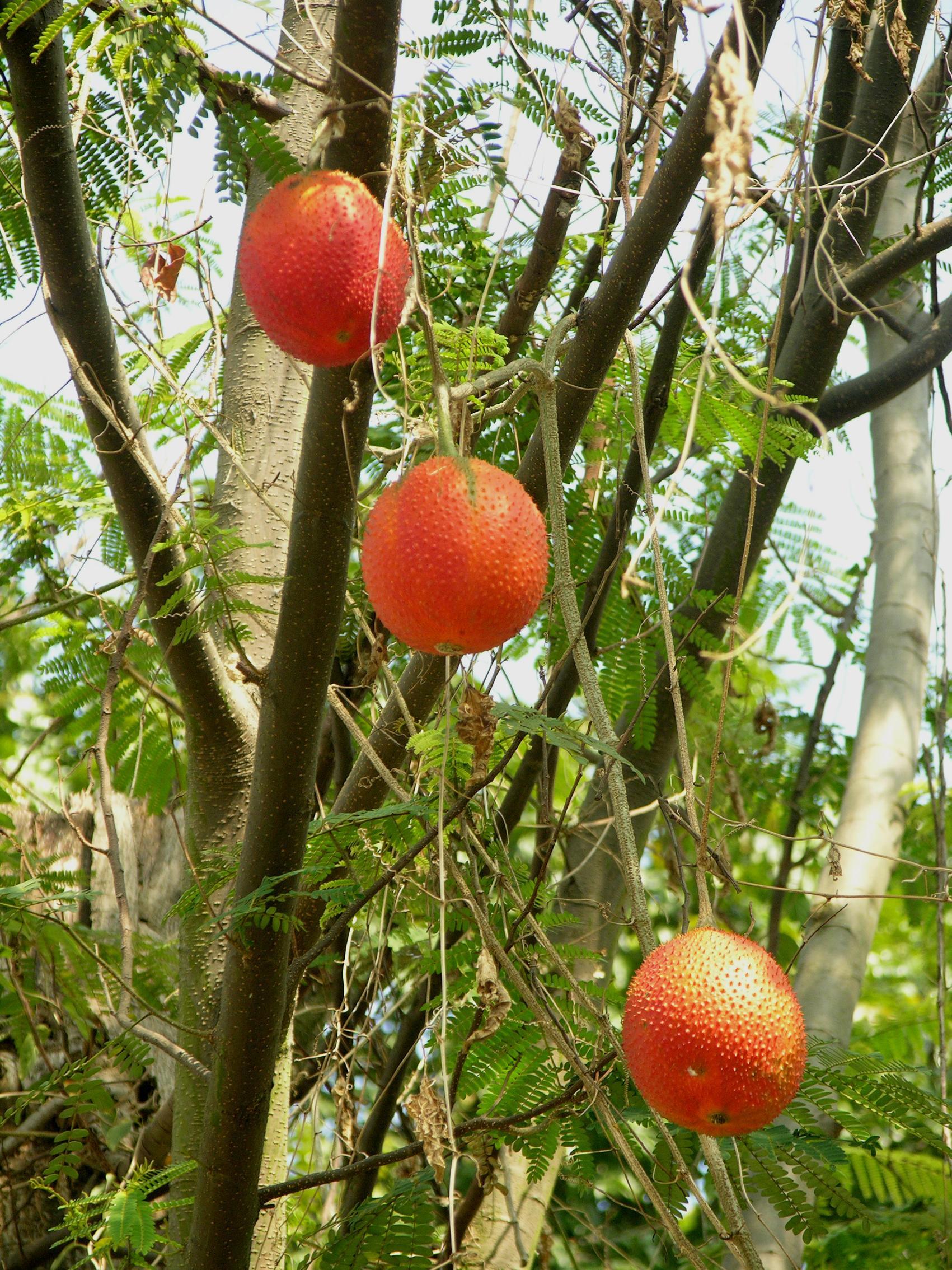 木鳖子(植物)