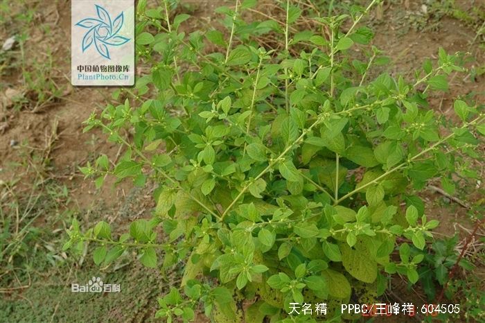 天名精