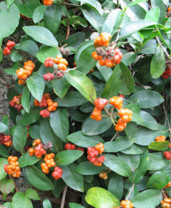 鸡眼藤(植物)