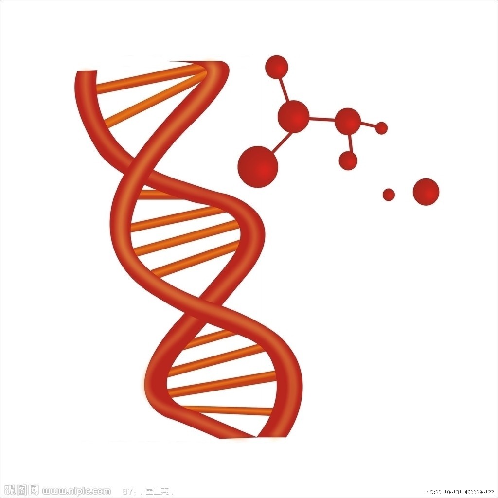 abcc9基因分子生物学