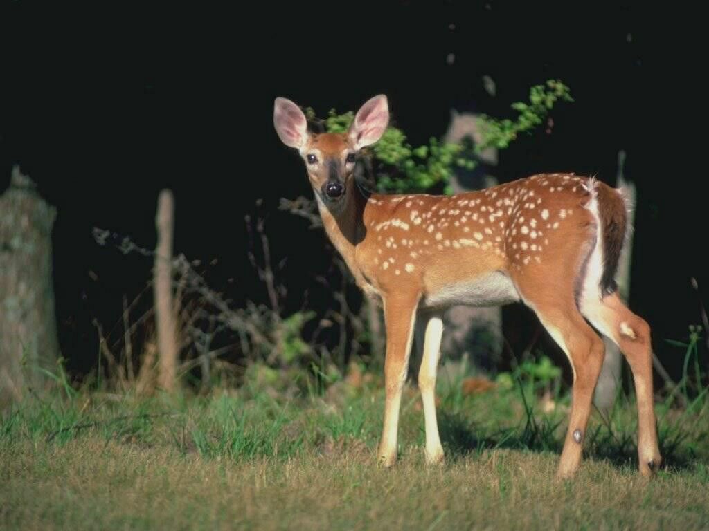 斑鹿(动物)偶蹄目(artiodactyla)鹿科(cervidae)亚洲