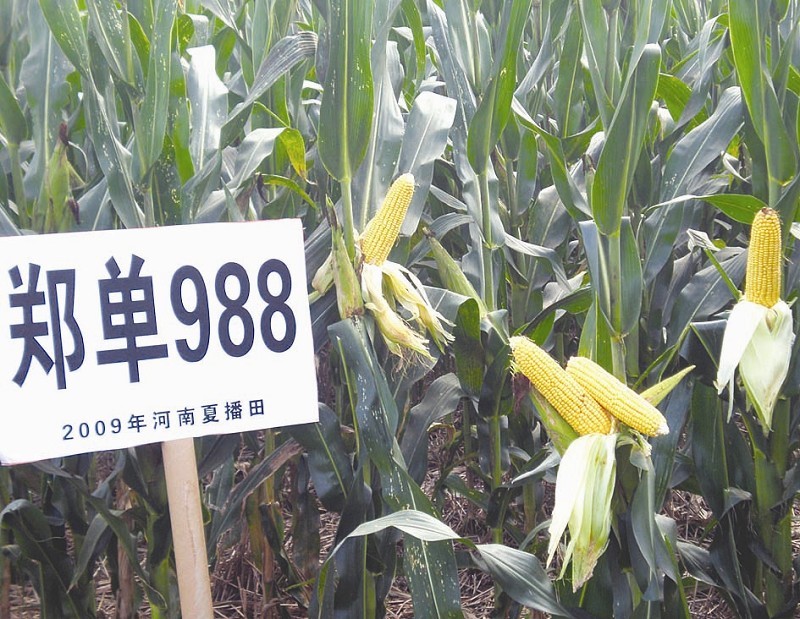 郑单988(农学)