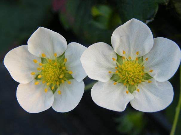 草莓花(植物)