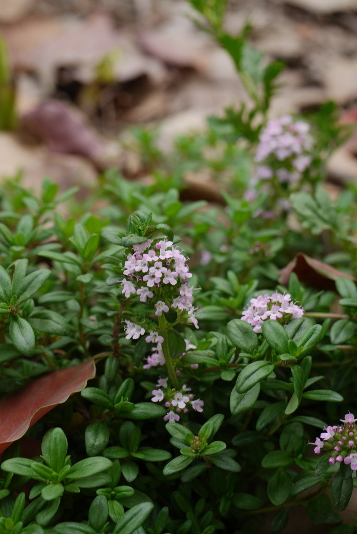 百里香 (植物)