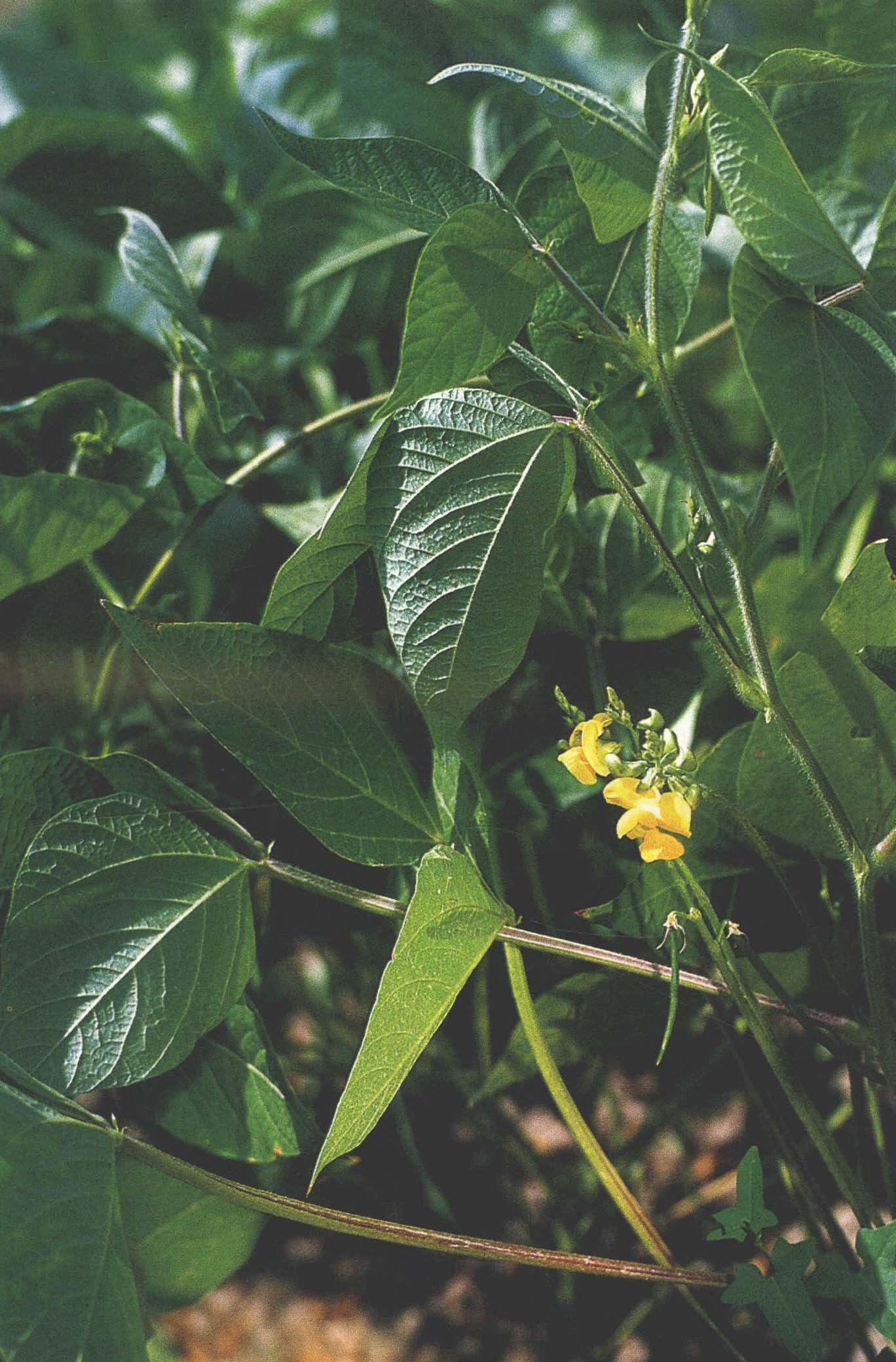 赤豆 (植物)