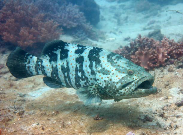 石斑鱼,epinepheluscoioides(hamilton,1822,分布于印度-西太平洋区