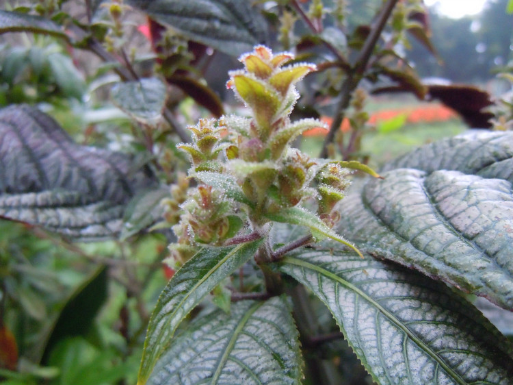 锈背耳叶马蓝(植物)