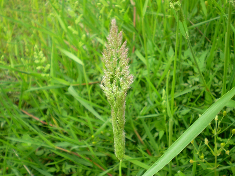 【种子植物】领域_百科_技点网