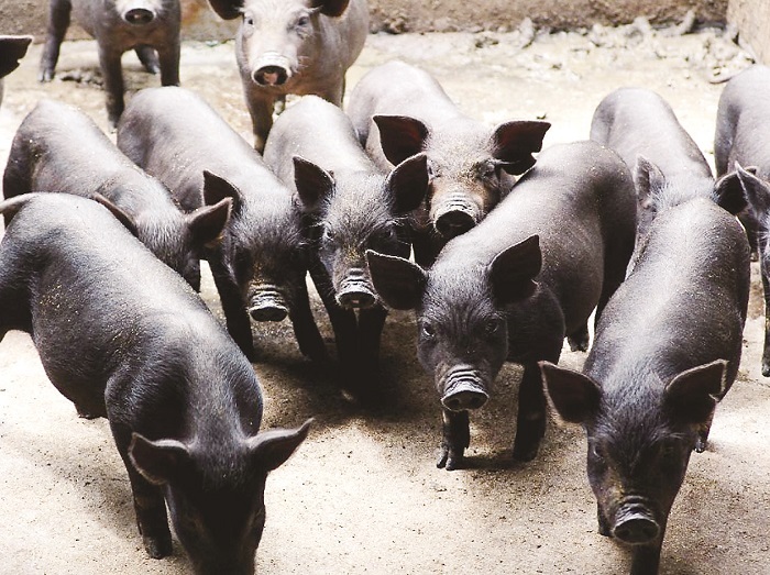 松辽黑猪是吉林省农业科学院以原产于我国东北地区的东北民猪,丹麦的