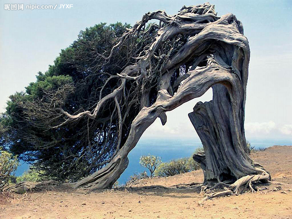 空心树(植物)老树由于树干逐渐增粗,这使得树干中间的木质越来越不