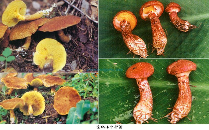 空柄小牛肝菌 (其他生物相关)