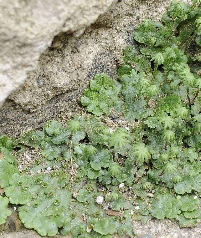 地钱 (植物)