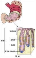 胃腺(其他)