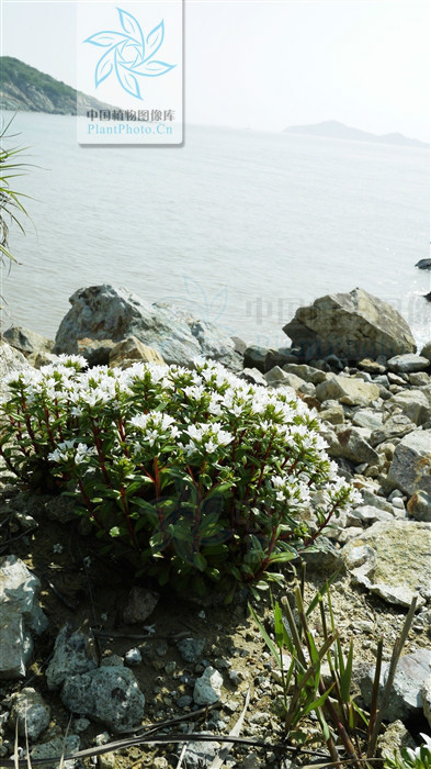 滨海珍珠菜 (植物)
