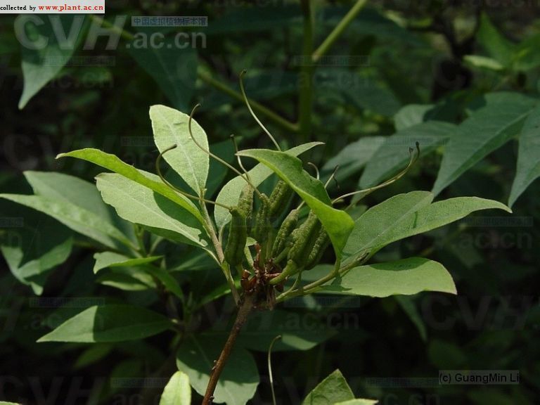 木本植物 (植物)