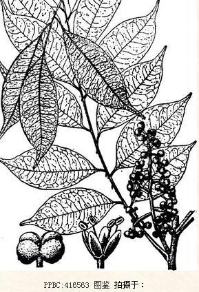别名:花椒簕 花椒檵,花椒藤,尖叶花椒,见血飞,苦刺藤,山花椒,藤花椒