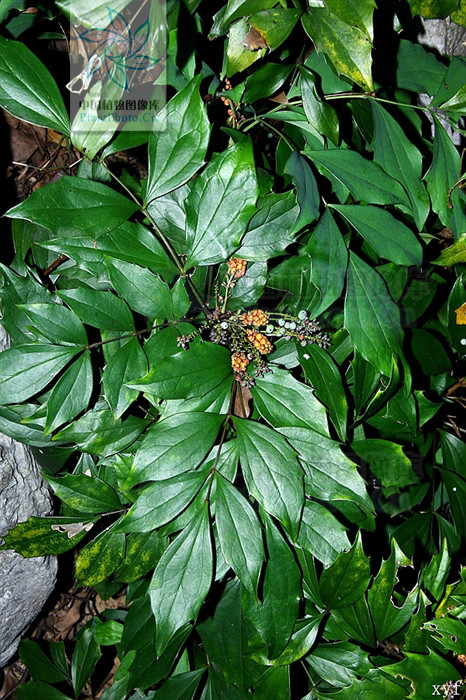 短序十大功劳(植物)