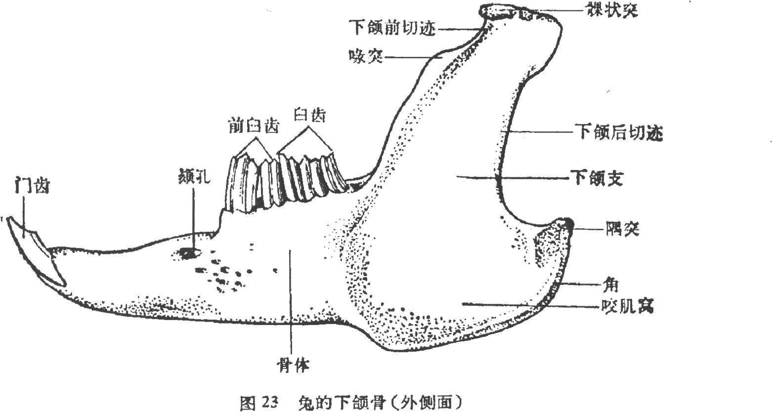 下颔内面沿齿槽缘所出现的特殊的骨隆起.