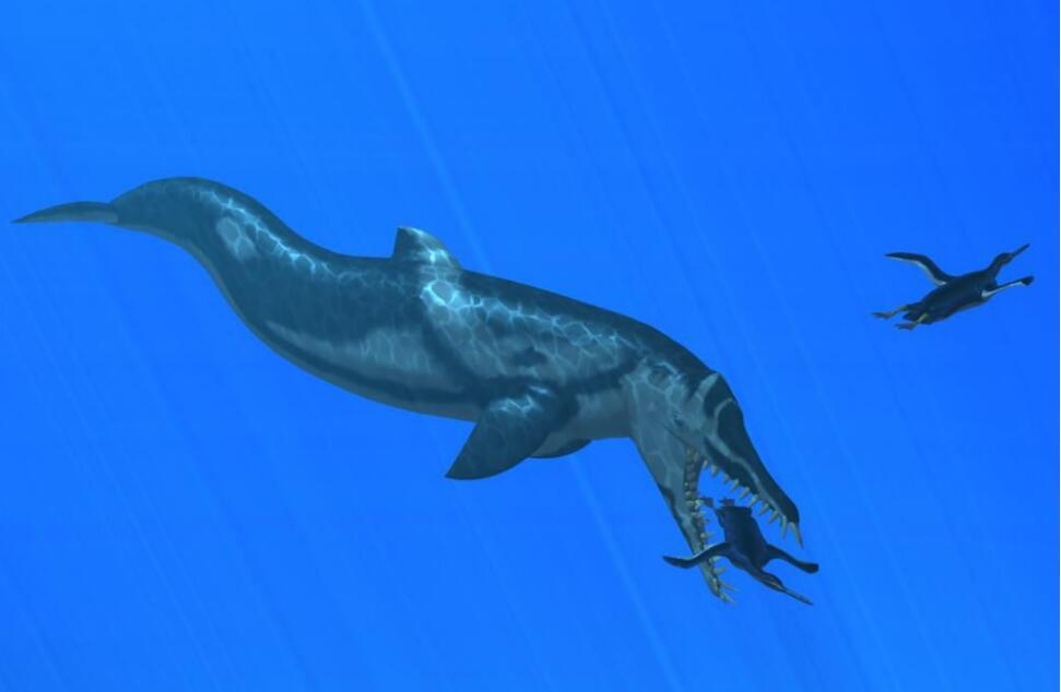 鲛齿鲸动物