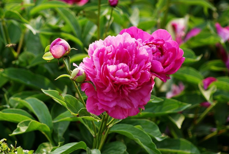 赛牡丹(植物)