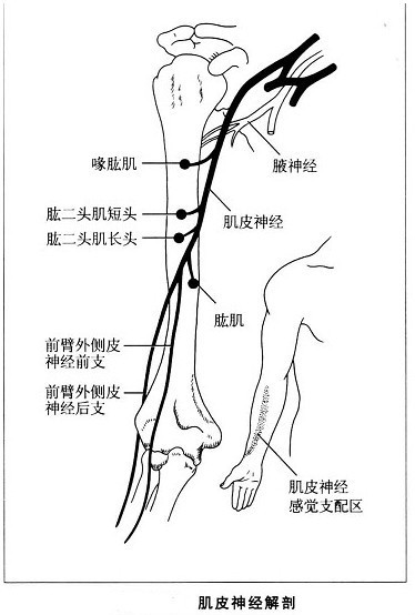 肌皮神经 (神经生物学)