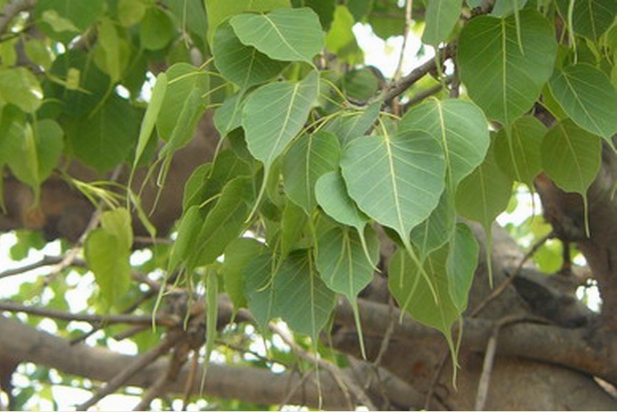 龙华树(植物)_技点百科