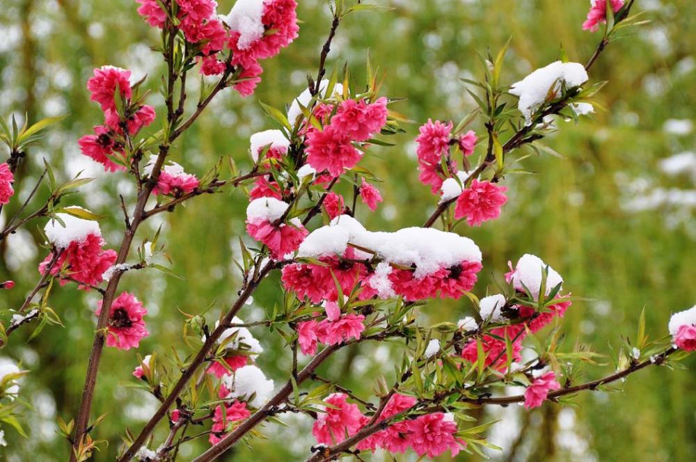 春雪 (电影)