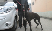 打场猎犬格力犬灵缇犬惠比特出售包是活