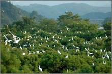 鳥語林