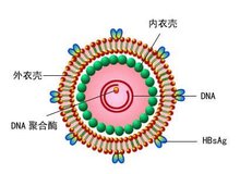肝炎病毒360百科 