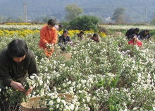 图2 当地农民采摘黄山贡菊