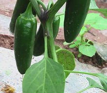 墨西哥辣椒英文 Artport