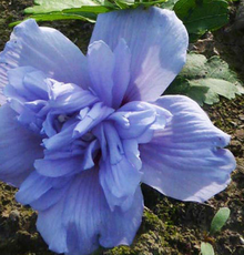 紫花重瓣木槿(变型)