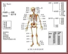 琵琶骨的位置 t0129f63d8217e4ffe0.jpg