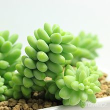 玉缀多肉怎么施肥 t012c8d04b77d0473d6.jpg