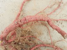 野丹参是什么样的颜色 t01311ff7760d7d220d.jpg