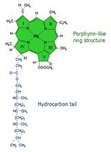 叶绿素分子结构