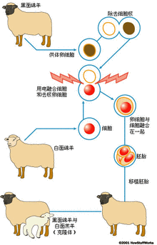 人口少克隆_人口与国情手抄报字少