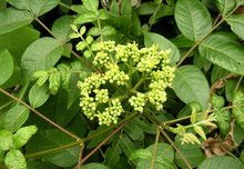 吴茱萸