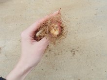 野丹参是什么样 t01415d9e11f42a2791.jpg