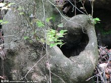 蚂蚁树洞
