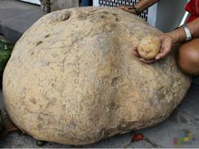 巨型土豆