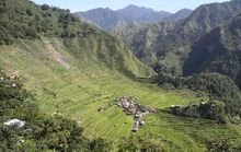 紫鹊界紫米生长的田地