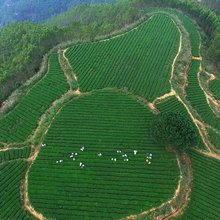 金秋十月，安溪铁观音秋茶迎来采摘佳期，当地茶农在茶山上忙碌。