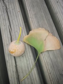 成熟果实和叶子