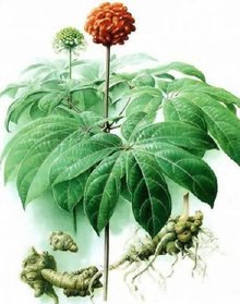 三七