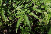 金沙藤植物形态-海金沙