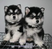 云南昆明寻甸哪里有阿拉斯加卖狗场常年卖阿拉斯加